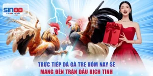 Trực Tiếp Đá Gà Tre