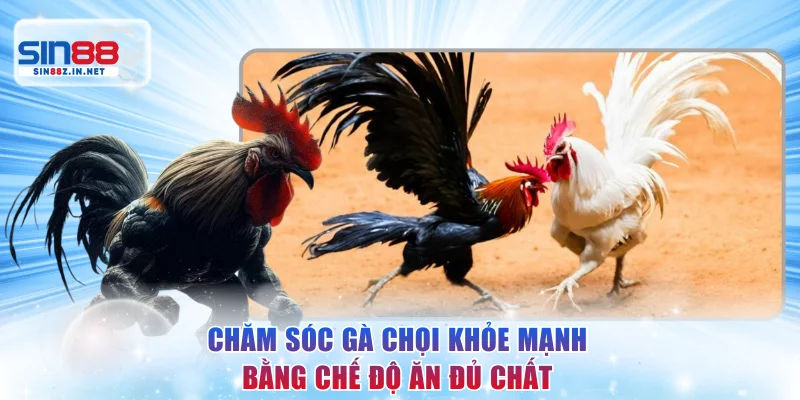 Kỹ thuật chăm sóc gà chọi khỏe mạnh bằng chế độ ăn đủ chất